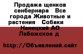 Продажа щенков сенбернара - Все города Животные и растения » Собаки   . Ненецкий АО,Лабожское д.